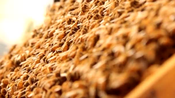 hunajakennon parissa työskentelevien mehiläisten lähikuva - Materiaali, video