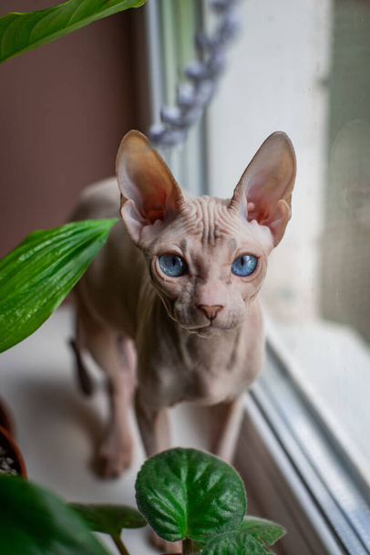 Sphinx ; chat ; yeux bleus ; chauve ; assis sur la fenêtre ; plantes d'intérieur ; ravageur; - Photo, image