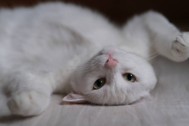 Закрыть одну чистую белую кошку, лежащую в постели, лицом вниз, глядя в камеру
 - Фото, изображение