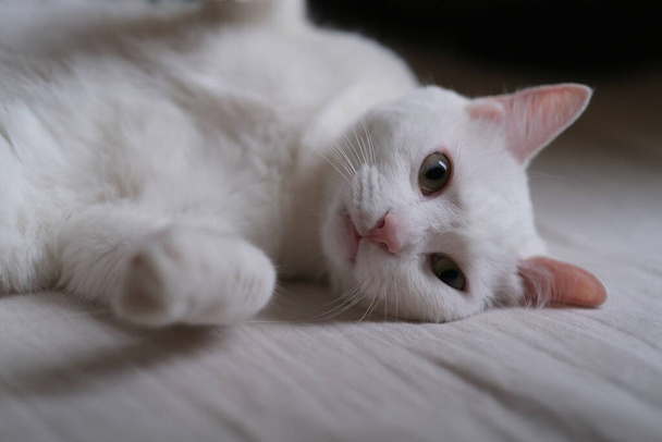 zbliżyć jednego czystego białego kota leżącego na boku w łóżku, patrzącego w kamerę. rozmyte tło - Zdjęcie, obraz