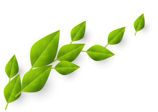 Органический фон с зелеными листьями
 - Вектор,изображение
