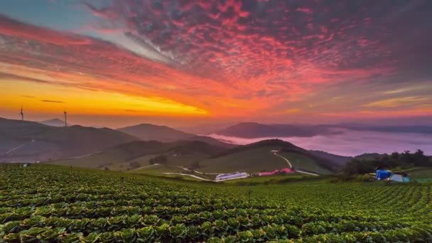 krajobraz Korei na polach kapusty pokryte poranną mgłą i wschodem słońca w mieście pyeongchang Korea Południowa - Materiał filmowy, wideo