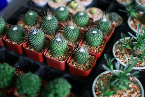 Pot de cactus décorer dans le jardin.Entreprise de vente de cactus avec de petites pierres placées dans le pot qui sont alignés magnifiquement, ordonnée dans une rangée pour les clients d'acheter dans un magasin d'arbres - Photo, image