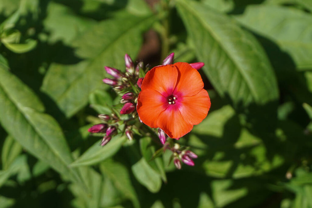 "Ateş Ejderhası "Güneş Gülü (" Helianthemum "), Cistaceae familyasından bir çiçek bitkisidir.. - Fotoğraf, Görsel
