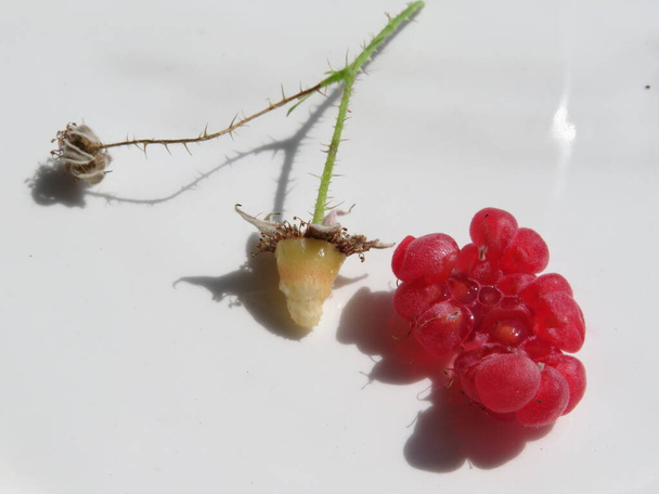 Raspberry Fruit Collections, ізольована на білому тлі. Макро - Фото, зображення