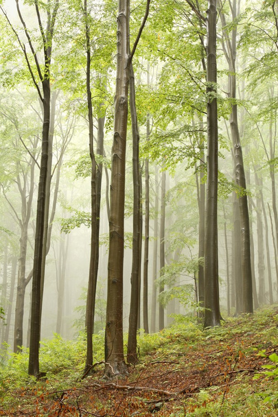 Beech trees in a misty autumn forest - Zdjęcie, obraz