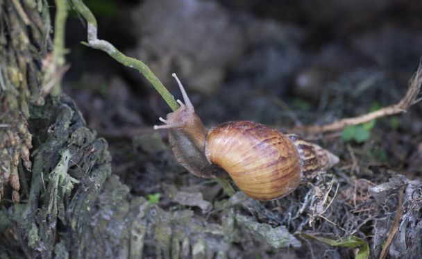 Achatina fulica snail climbing on the tree root - Photo, Image