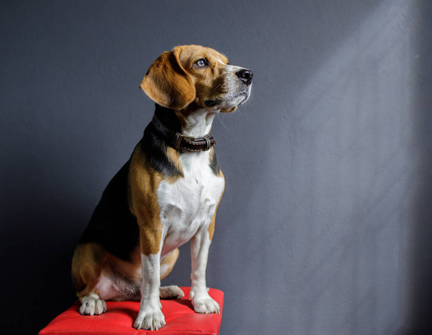 cane cucciolo beagle guardando sullo schermo grigio - Foto, immagini