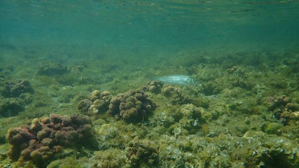 Európai sügér (Dicentrarchus labrax), tengeri sügér, brandino a tenger alatt, Földközi-tenger, Antibes-fok, Franciaország - Fotó, kép