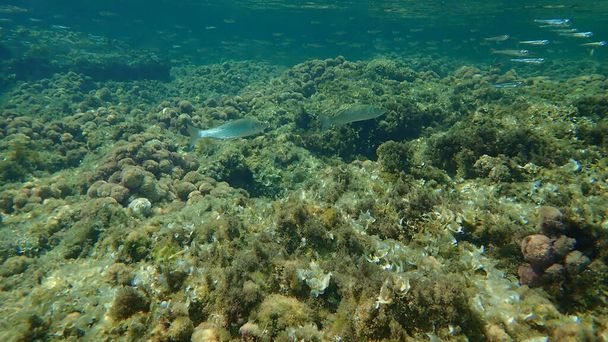European bass (Dicentrarchus labrax), sea bass, branzino undersea, Mediterranean Sea, Cape of Antibes, France - Фото, зображення