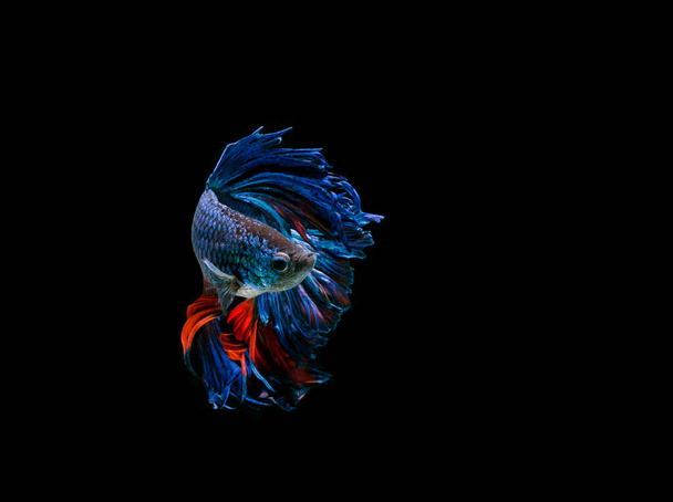 Betta peces, peces siameses de lucha, betta splendens aislados sobre fondo negro - Foto, imagen