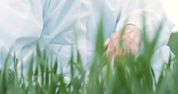 Portrait shot of Caucasian male ecologist scientist in protective costume and goggles sitting in green field and touching organic herb of wheat. Man farmer researcher examining harvest outdoors. - Footage, Video