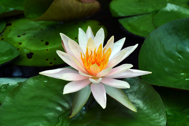 Kwiat lotosu - Zdjęcie, obraz