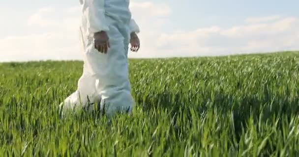 Primer plano ecologista agricultor caucásico en traje protector blanco caminando en el campo verde en la hierba en verano. Hombre científico y biólogo paseando por el margen en la cosecha ecológica. Cámara moviéndose desde abajo hacia arriba
. - Imágenes, Vídeo