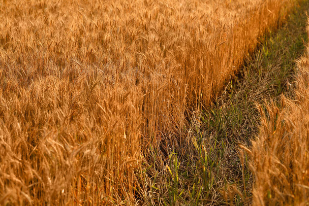 田舎の麦畑の眺め - 写真・画像