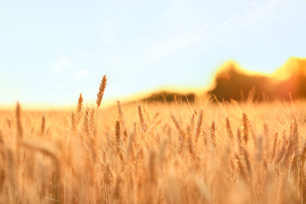 Punte di grano dorato in campo - Foto, immagini