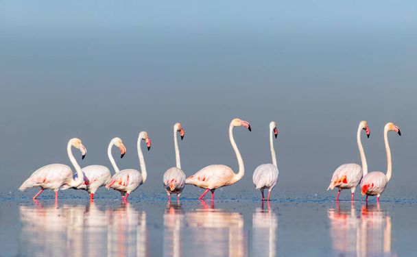 Wild african birds. Group birds of pink african flamingos  walking around the blue lagoon on a sunny day. Namibia - Photo, Image