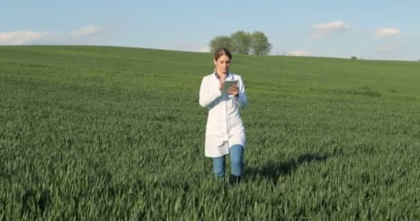 Caucasian beautiful ecologist scientist in white gown walking in green field and using tablet device. Woman researcher, biologist strolling in green harvest and tapping on tablet computer. - Footage, Video