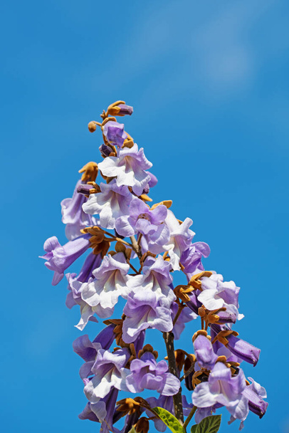 Paulownia florescendo na primavera - Foto, Imagem