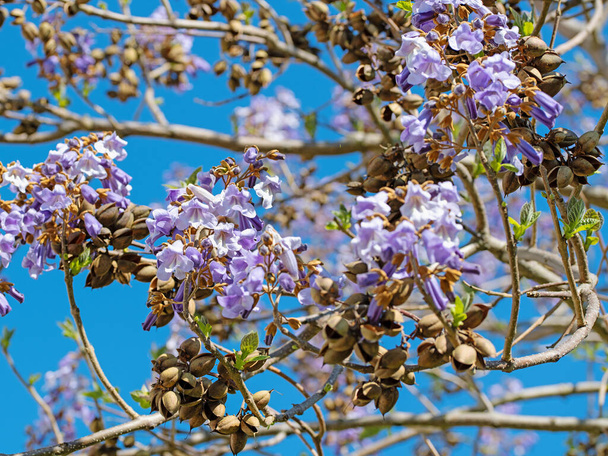 Paulownia florescendo na primavera - Foto, Imagem