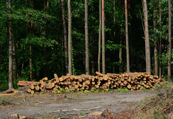 Zbiory leśne, wylesianie jako przyczyna zmian klimatycznych, wycinanie drzew w lesie z dużą stertą kłód. - Zdjęcie, obraz