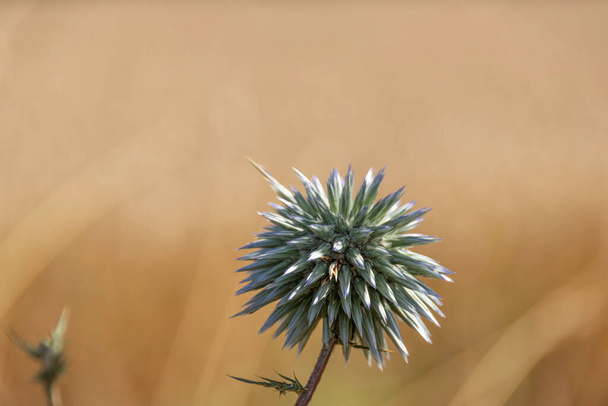 Синий южный шар чертополох, цветок Эхинопс на размытом фоне желтой сухой травы
 - Фото, изображение