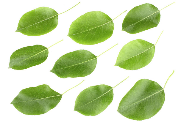Zelené listy hrušky izolované na bílém pozadí - Fotografie, Obrázek