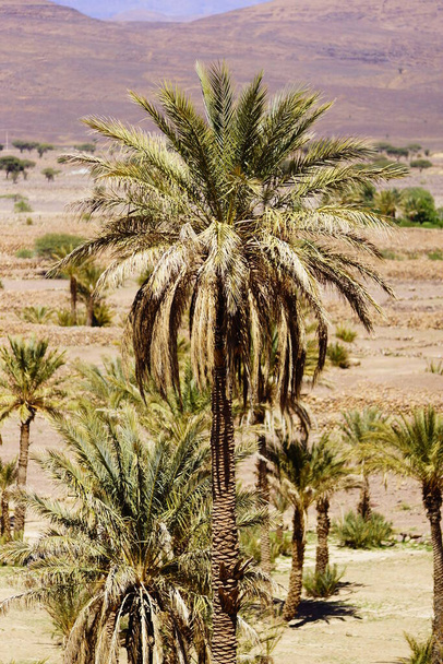 Grand palmier sur une oasis avec quelques autres petits palmiers autour au Maroc - Photo, image