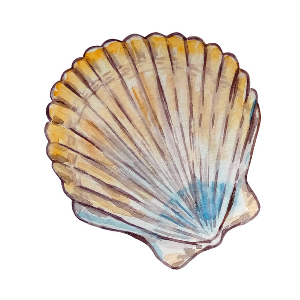 watercolor sea underwater shell hand drawn yellow with blue isolated on white backgroun - Photo, Image