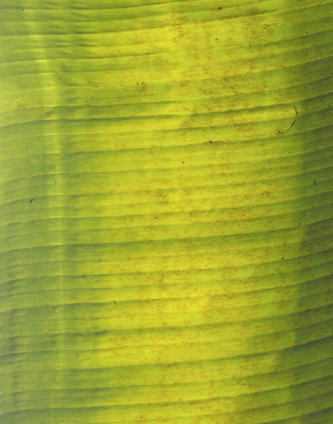 old banana leaf - Foto, Imagen