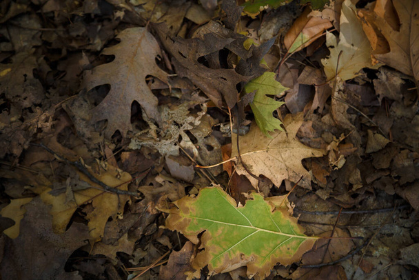 barevný dub listy kryt v podzimním lese - Fotografie, Obrázek
