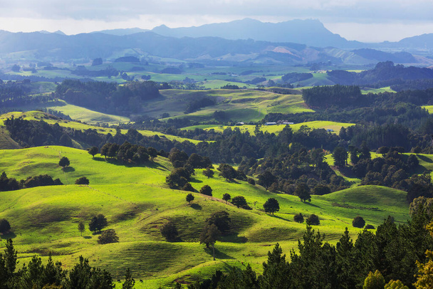 Hermoso paisaje rural de Nueva Zelanda - verdes colinas y árboles - Foto, Imagen