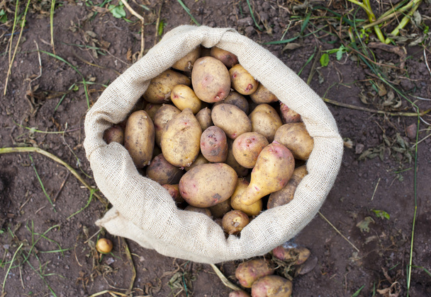 ein Sack frisch gepflückter Kartoffeln - Foto, Bild