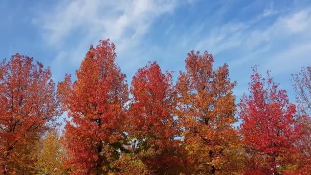 Panorama van veelkleurige herfstbomen met blauwe lucht op de achtergrond - Video