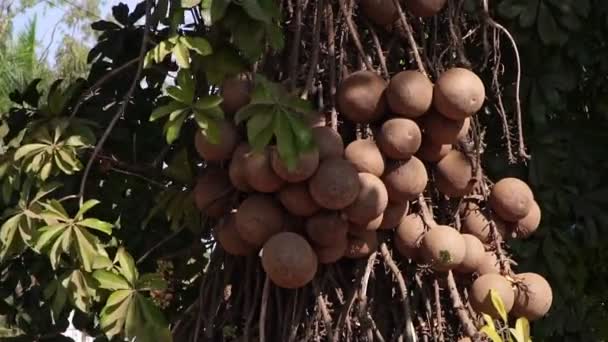 Ovoce sapoty roste na stromě. Plody Sapodilla nebo Chica v Asii - Záběry, video