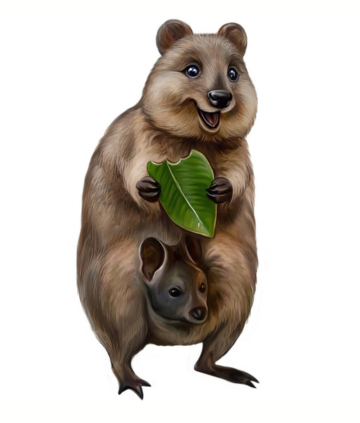 Quokka (latin Setonix brachyurus) avec bébé dans un sac, mangeant des feuilles d'eucalyptus. Dessin numérique réaliste, illustration pour l'Australie encyclopédie animale ou livre pour enfants. Image isolée sur fond blanc - Photo, image