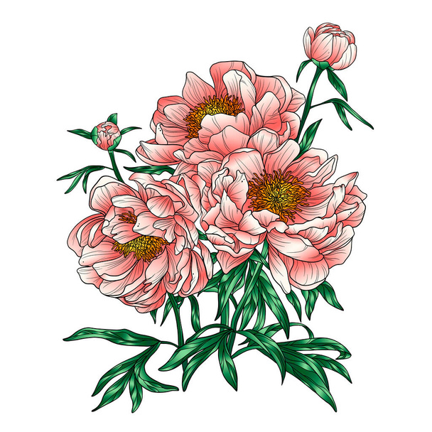 Bouquet of peonies. Peonies details on a white background. Drawing peonies. - Foto, afbeelding