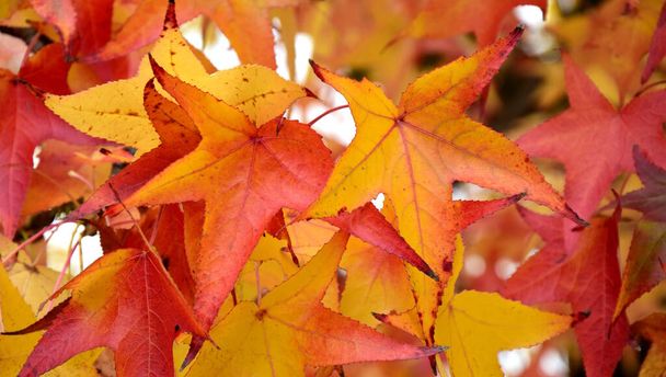 Kanadský jantarový strom s červenými a oranžovými podzimními listy - podzim - listnaté stromy - Fotografie, Obrázek