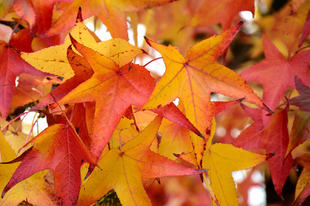 Kanadischer Bernsteinbaum mit roten und orangen Herbstblättern - Herbst - Laubbäume - Foto, Bild