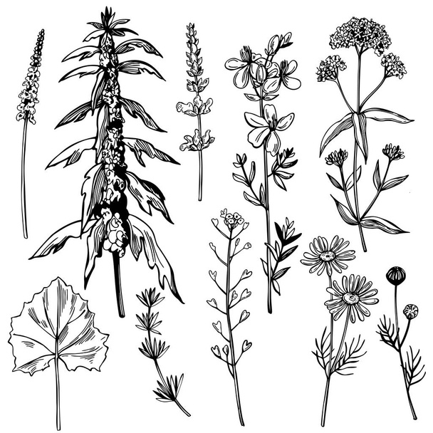 Hand drawn medicinal herbs.Vector sketch  illustration. - Vector, Image