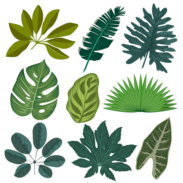 Set realistic tropical leaves and plants - Vector, Image