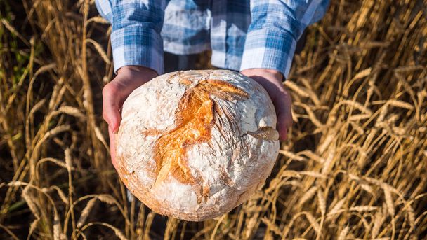 Farmer holds a loaf of bread over wheat ears in a field. Top view - Фото, изображение