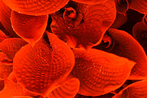 červená velké rostlinné listy s kapkami deště textury detailní fotografie  - Fotografie, Obrázek