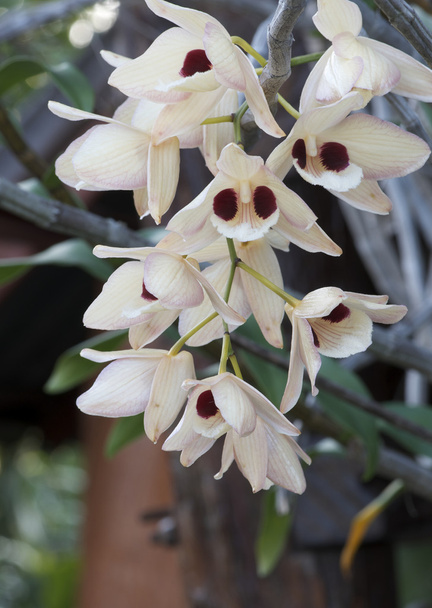Flor de orquídea
 - Foto, imagen