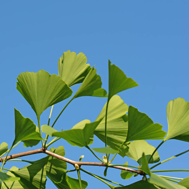 Jeunes feuilles du ginkgo, Ginkgo biloba - Photo, image