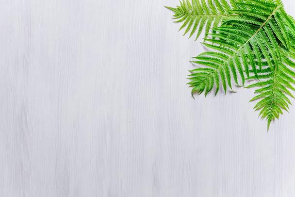 Fern leaves on a light gray background. Minimalism. Space for text, banner. The view from the top - Foto, imagen