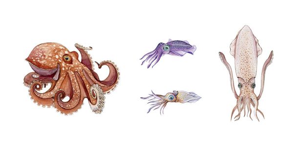 Ośmiornica, kałamarnica, mątwa i kalmary zestaw ilustracji akwarela. Ręcznie rysowane zwierzęta morskie. Świeże owoce morza obiektów morskich. Podwodne ośmiornice, kałamarnice, kolekcja mątw na białym - Zdjęcie, obraz