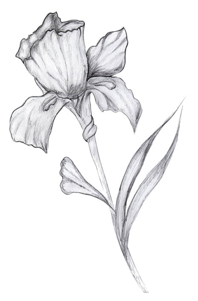Flower iris graphics. Black and white outline illustration. Isolated on a white background. Vintage sketch drawn by hand. - Photo, Image