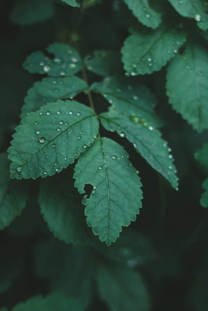 Leafs of a tree after rain. Drops on the leaves, close-up. Summer rain. Growth on the sheets. - Фото, зображення