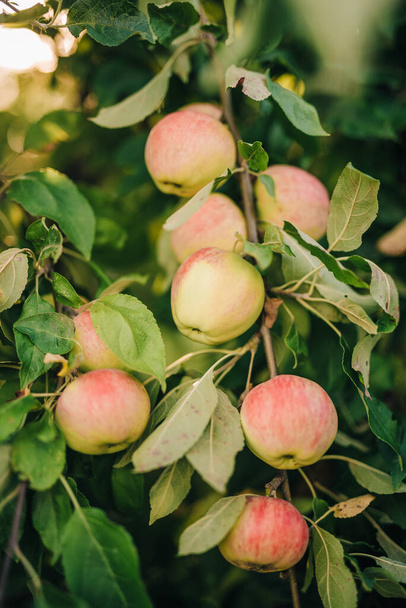 Grupa jabłek rosnących na gałęzi drzew - Zdjęcie, obraz